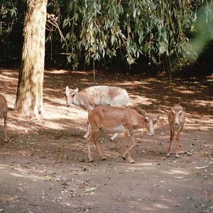 Cologne Zoo 2002 - Magnificent Saiga Antelopes