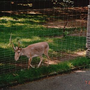 Cologne Zoo 2002 - Magnificent Saiga Antelope