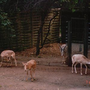 Cologne Zoo 2002 - Magnificent Saiga Antelopes