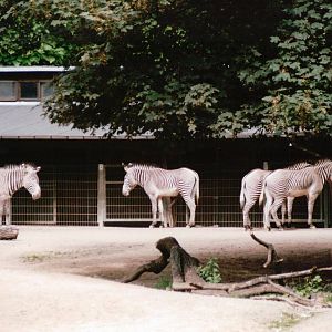 Cologne Zoo 2002 - Grevy Zebras