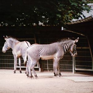 Cologne Zoo 2002 - Grevy Zebras