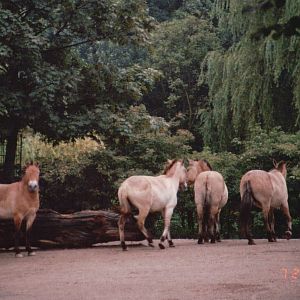 Cologne Zoo 2002 - Przewalskis Horses