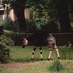 Cologne Zoo 2002 - Okapi