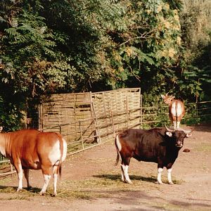 Cologne Zoo 2002 - Javan Banteng