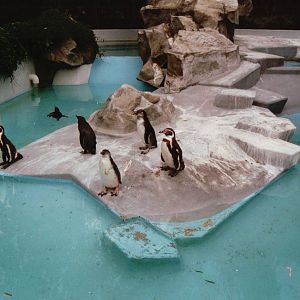 Cologne Zoo 2002 - Humboldt Penguin exhibit