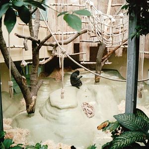 Cologne Zoo 2002 - Bonobo indoor exhibit in the Ape House