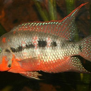 Firemouth cichlid; London Zoo; 1st January 2011