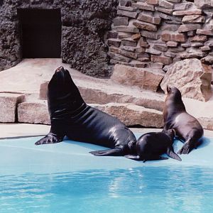 Duisburg Zoo 1999 - California Sea Lions