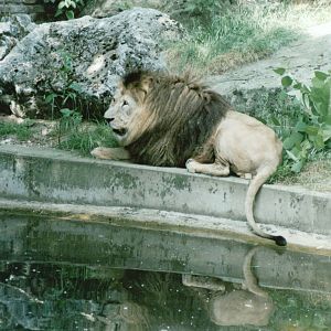 Duisburg Zoo 1999 - African Lion male