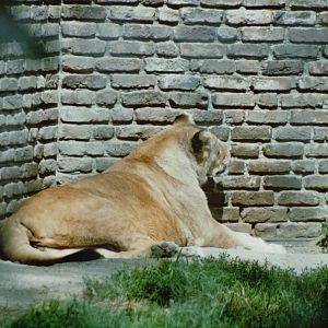 Duisburg Zoo 1999 - African Lioness