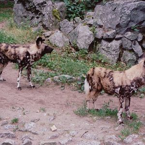 Duisburg Zoo 1999 - African Wild Dogs