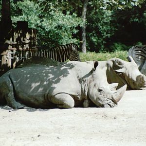Duisburg Zoo 1999 - White Rhinoceros and Chapmans Zebra