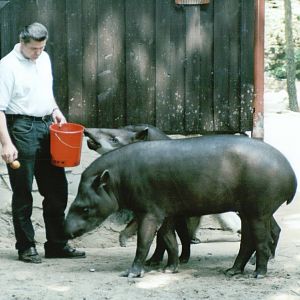 Duisburg Zoo 1999 - Keeper feeding Brazilian Tapirs