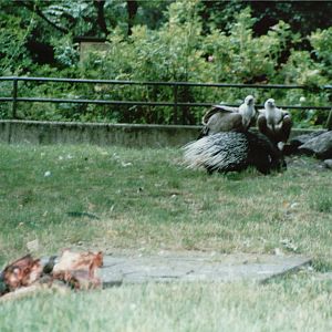 Duisburg Zoo 1999 - Crested Porcupine and Griffon Vulture