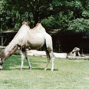 Duisburg Zoo 1999 - Bactrian Camel exhibit