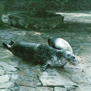 Duisburg Zoo 1999 - Common Seals