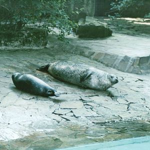 Duisburg Zoo 1999 - Common Seal exhibit