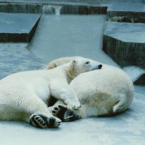 Duisburg Zoo 1999 - Polar Bears
