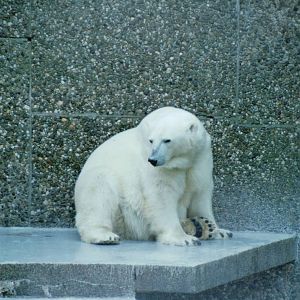 Duisburg Zoo 1999 - Polar Bear
