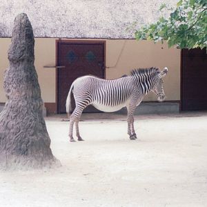 Frankfurt Zoo 1999 - Grevy Zebra