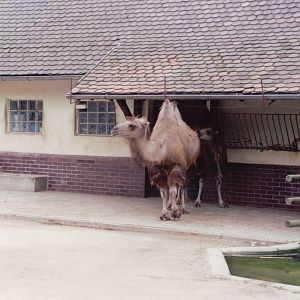 Frankfurt Zoo 1999 - Bactrian Camel