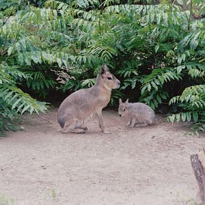 Frankfurt Zoo 1999 - Mara and young