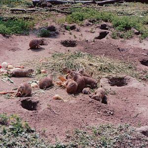 Frankfurt Zoo 1999 - Prairie Dogs