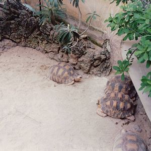 Frankfurt Zoo 1999 - Egyptian Tortoise