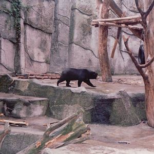 Frankfurt Zoo 1999 - Malayan Sun Bear