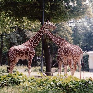 Frankfurt Zoo 1999 - Reticulated Giraffes