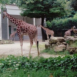 Frankfurt Zoo 1999 - Mixed Reticulated Giraffes and Klipspringer