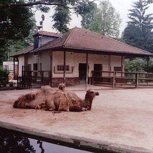Frankfurt Zoo 1999 - Arabian Camel and goat