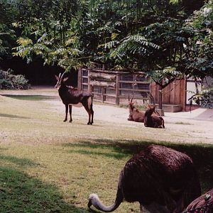 Frankfurt Zoo 1999 - Sable Antelope and Ostrich