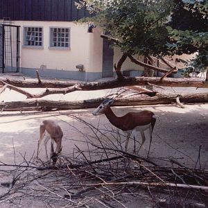 Frankfurt Zoo 1999 - Addra Gazelle exhibit