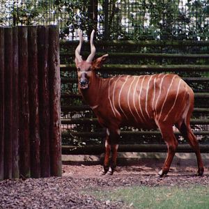 Frankfurt Zoo 1999 - Bongo