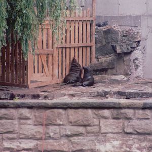 Frankfurt Zoo 1999 - Cape Fur Seals
