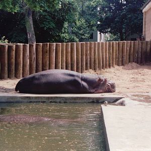 Frankfurt Zoo 1999 - Common Hippopotamus