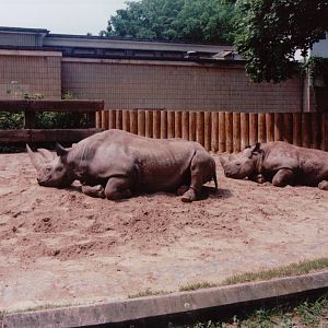 Frankfurt Zoo 1999 - Southern Black Rhinoceros exhibit