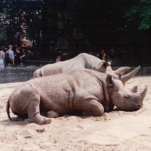 Frankfurt Zoo 1999 - Southern Black Rhinoceros
