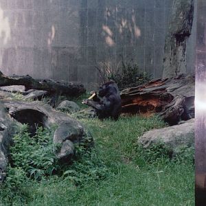 Frankfurt Zoo 1999 - Gorilla in the outdoor exhibit