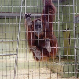 Frankfurt Zoo 1999 - Sumatran orangutan