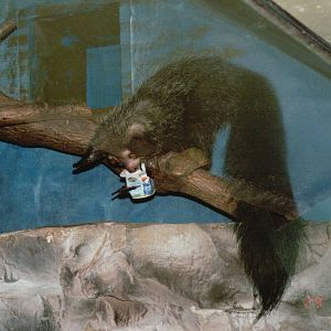 Frankfurt Zoo 2002 - Aye Aye