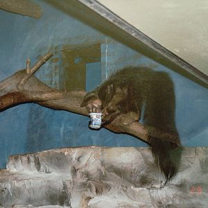 Frankfurt Zoo 2002 - Aye Aye