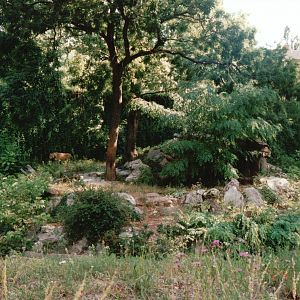 Frankfurt Zoo 2002 - Part of the Asiatic Lion exhibit