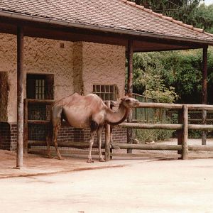 Frankfurt Zoo 2002 - Bactrian Camel