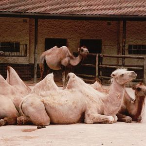 Frankfurt Zoo 2002 - Bactrian Camels