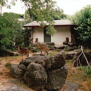 Frankfurt Zoo 2002 - Klipspringer exhibit