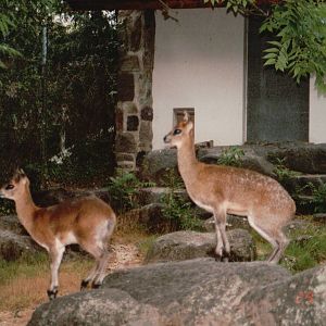 Frankfurt Zoo 2002 - Klipspringers