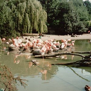 Hagenbeck 1995 - Flamingo exhibit