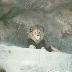 Hagenbeck 1995 - Magnificent African Lion male